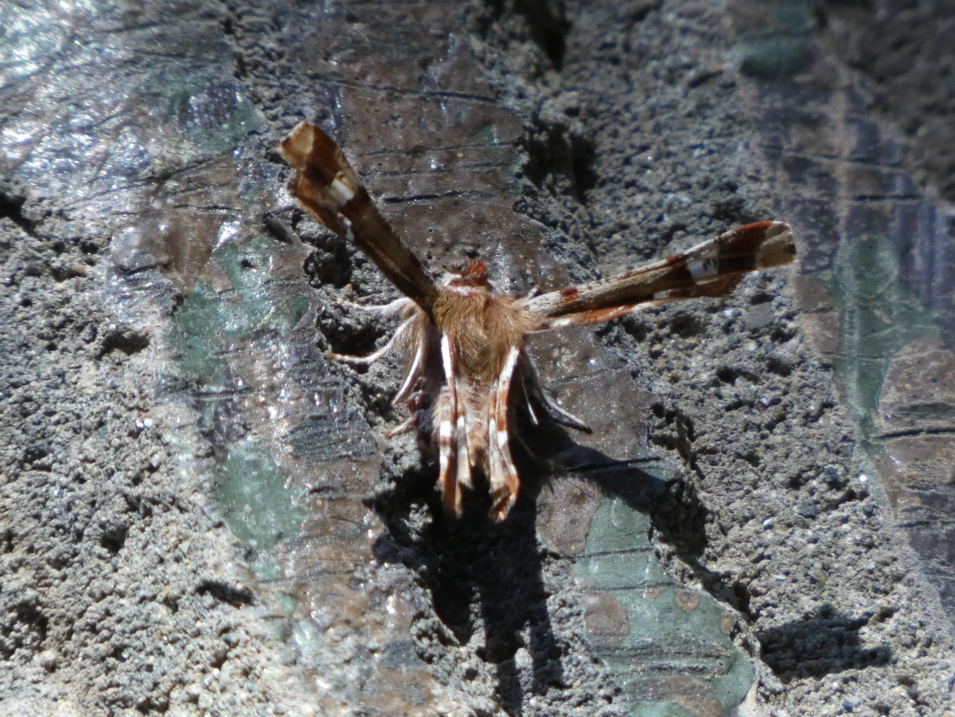 オカモトトゲエダシャクは変わってる